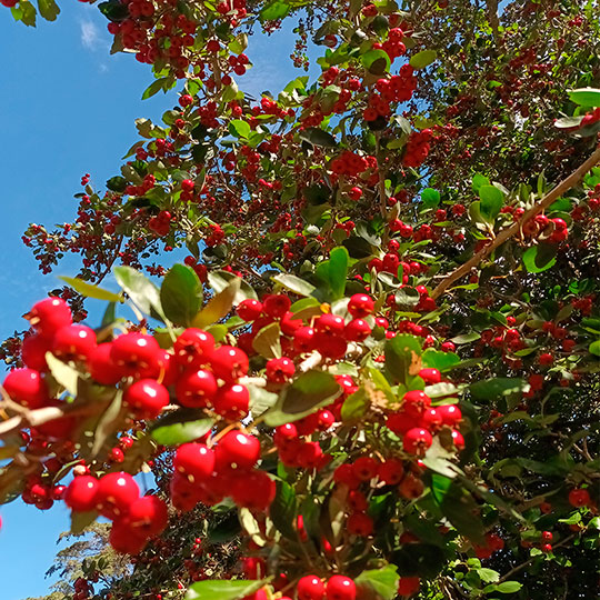 Crataegus carrieri - Imagen 5