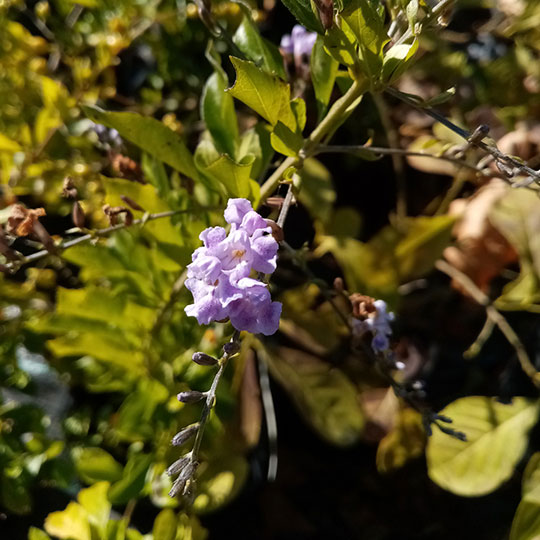 Duranta aurea - Duranta repens var. aurea - Imagen 3