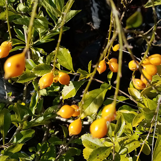 Duranta aurea - Duranta repens var. aurea - Imagen 4