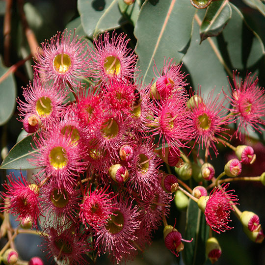 Eucalyptus flor roja - Imagen 2