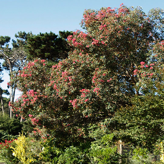 Eucalyptus flor roja - Imagen 3