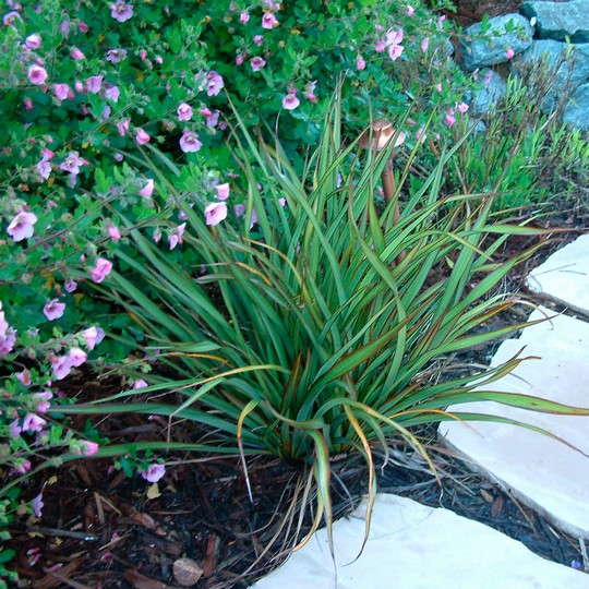 Formio tom tum - Phormium sp.