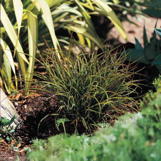 Formio tom tum - Phormium sp. - Imagen 2