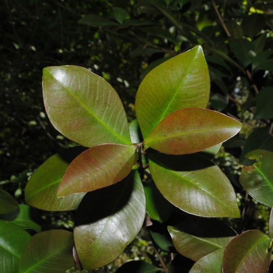 Guayabo blanco - Eugenia uruguayensis