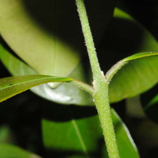 Guayabo blanco - Eugenia uruguayensis - Imagen 2
