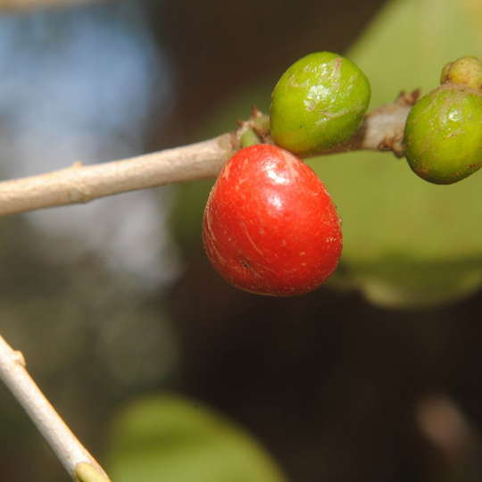 Guayabo blanco - Eugenia uruguayensis - Imagen 3