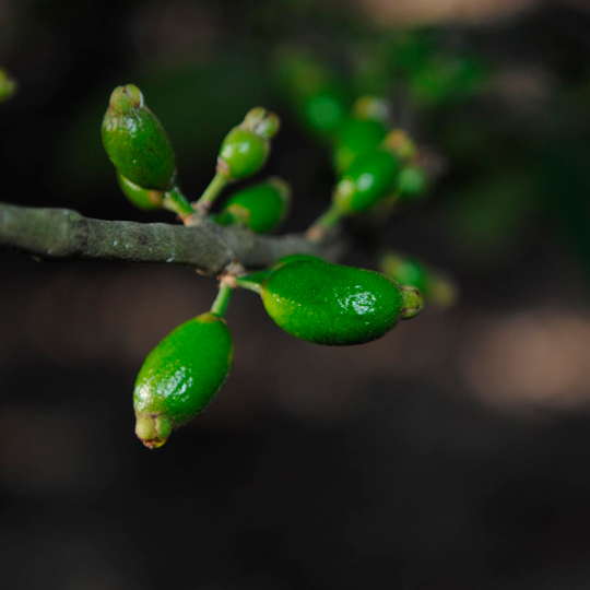 Guayabo blanco - Eugenia uruguayensis - Imagen 4