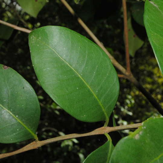 Guayabo blanco - Eugenia uruguayensis - Imagen 5
