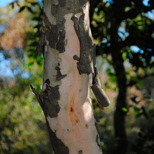 Guayabo blanco - Eugenia uruguayensis - Imagen 6