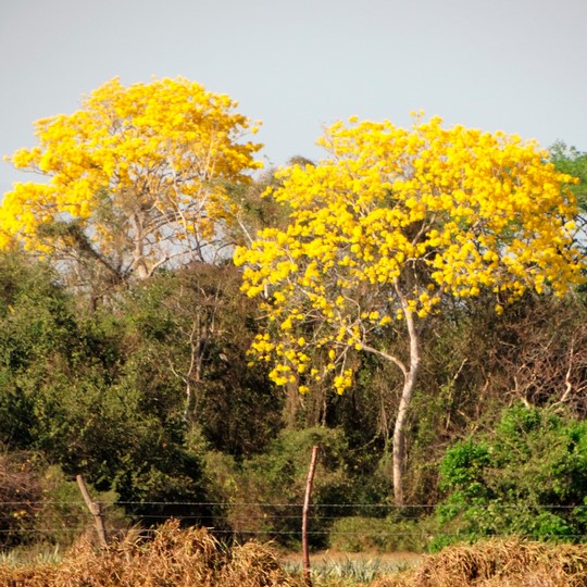 Lapacho amarillo
