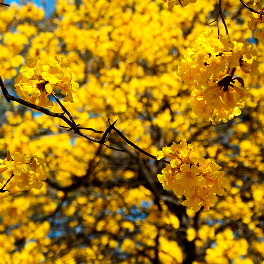 Lapacho amarillo - Imagen 2