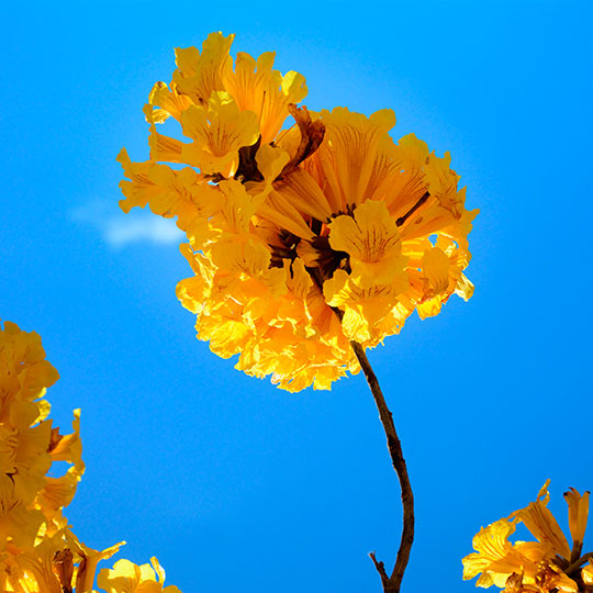 Lapacho amarillo - Imagen 3
