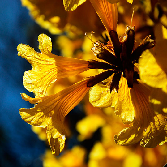 Lapacho amarillo - Imagen 4