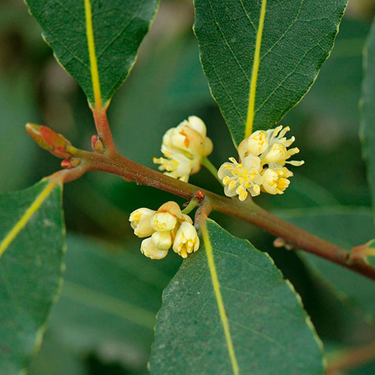 Laurel comestible - Imagen 2