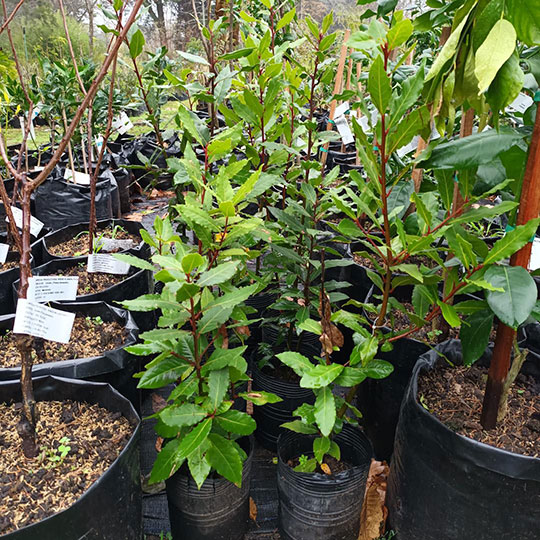 Laurel comestible - Imagen 3