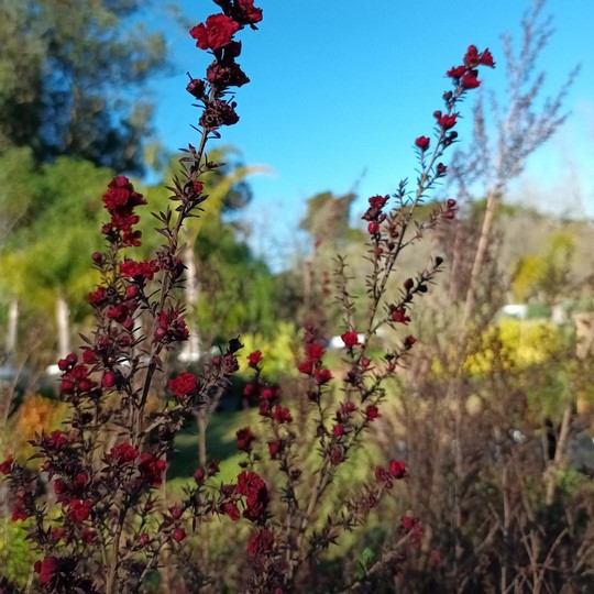 Leptospermum