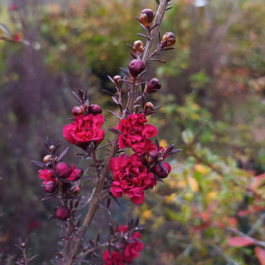 Leptospermum - Imagen 2