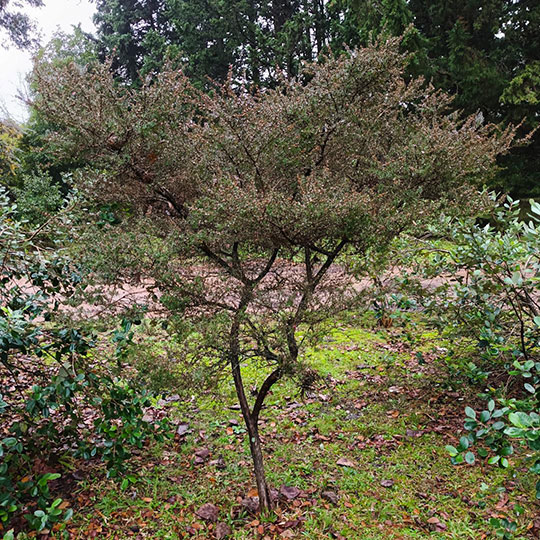 Leptospermum - Imagen 3