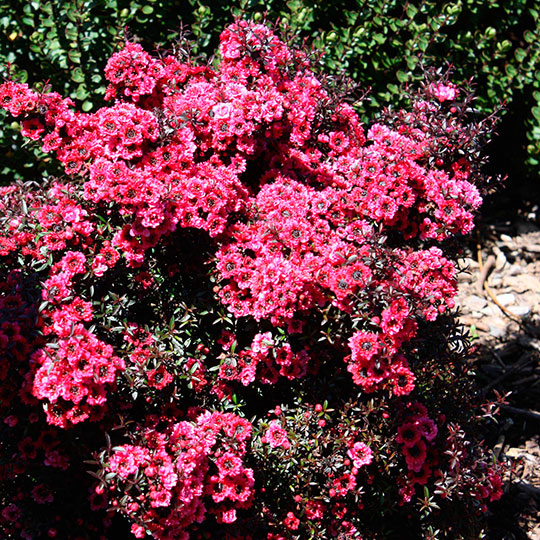 Leptospermum - Imagen 4