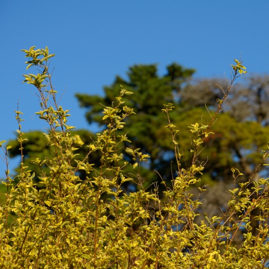 Ligustrina amarilla