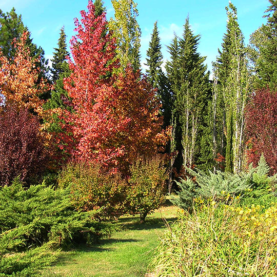 Liquidámbar - Imagen 2