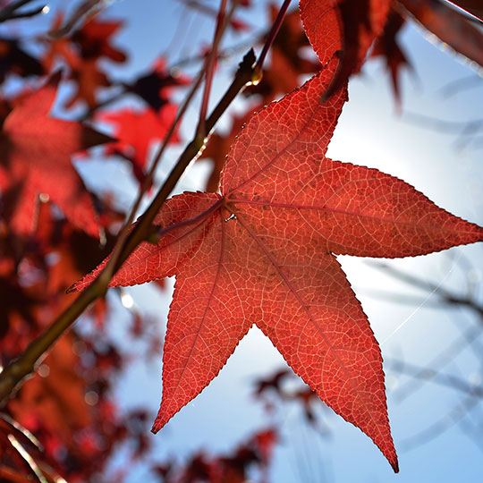 Liquidámbar - Imagen 4