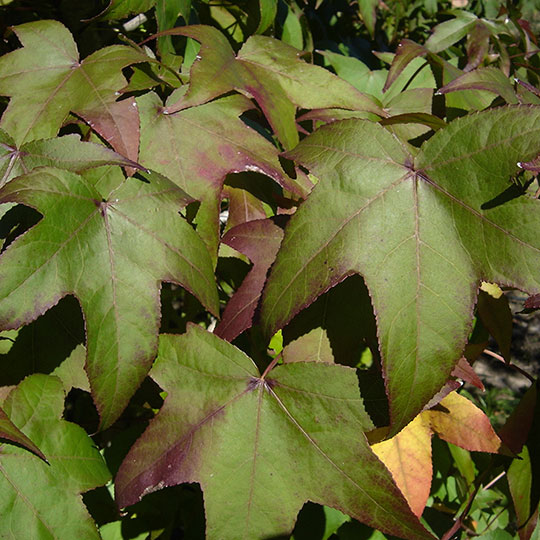 Liquidámbar - Imagen 6