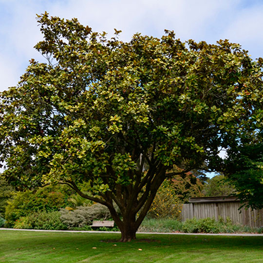 Magnolia grandiflora - Imagen 2