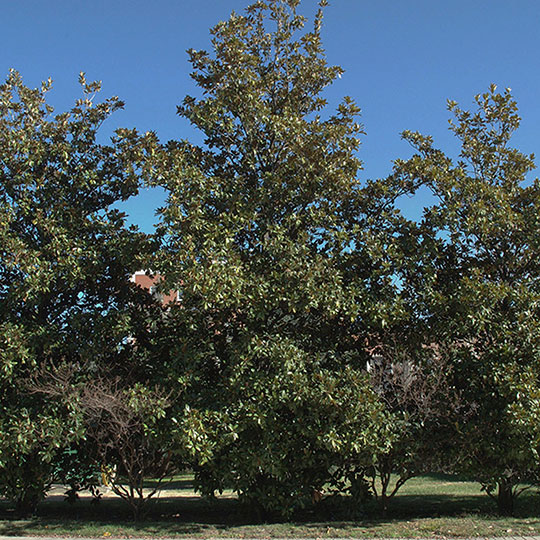 Magnolia grandiflora - Imagen 3