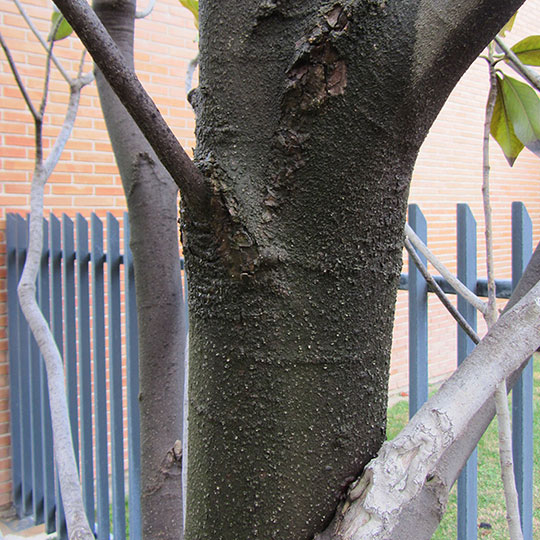 Magnolia grandiflora - Imagen 4