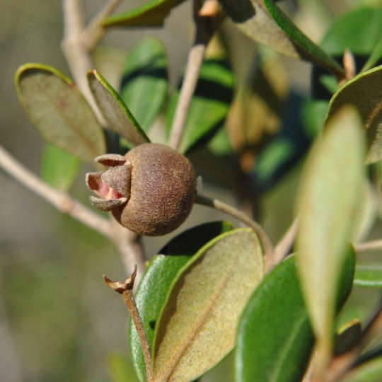 Myrceugenia - Myrceugenia euosma - Imagen 2