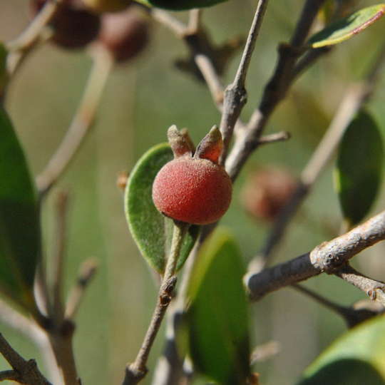 Myrceugenia - Myrceugenia euosma - Imagen 3
