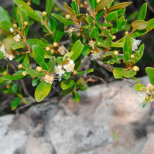 Myrceugenia - Myrceugenia euosma