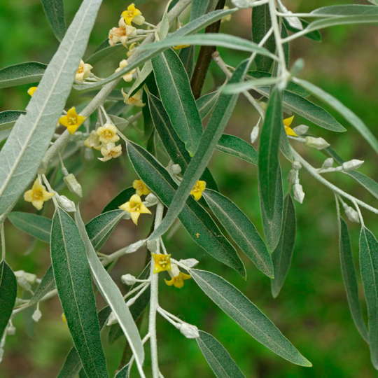 Olivo de Bohemia - Imagen 3