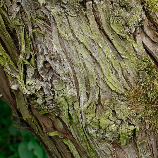 Olivo de Bohemia - Imagen 4