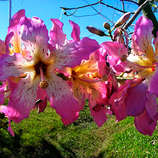 Palo borracho - Imagen 6