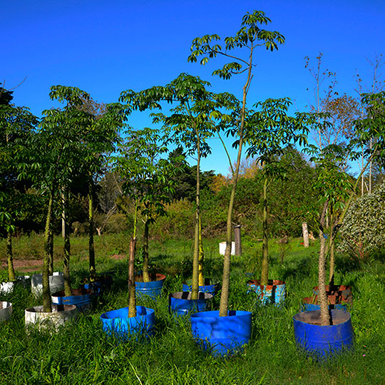 Palo borracho - Imagen 2