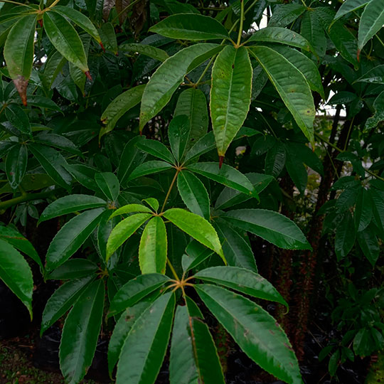 Palo borracho - Imagen 3