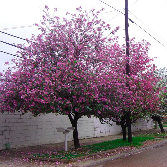 Pezuña de vaca rosada