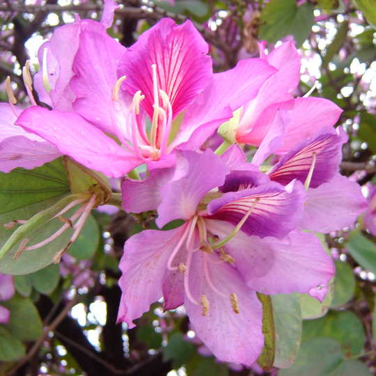 Pezuña de vaca rosada - Imagen 2