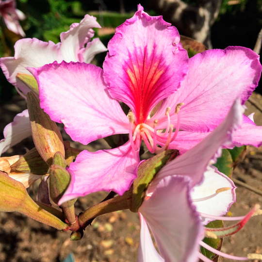 Pezuña de vaca rosada - Imagen 3