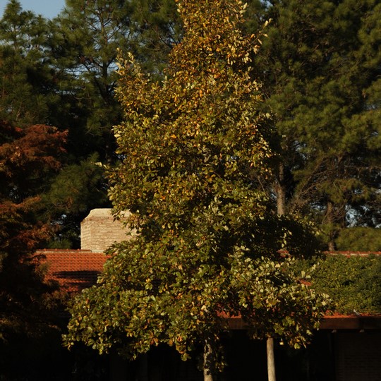 Roble bicolor - Quercus bicolor