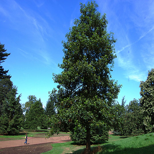 Roble bicolor - Quercus bicolor - Imagen 2