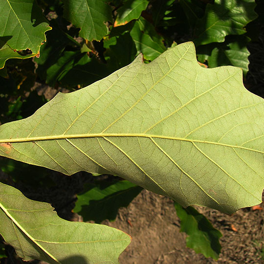 Roble bicolor - Quercus bicolor - Imagen 4