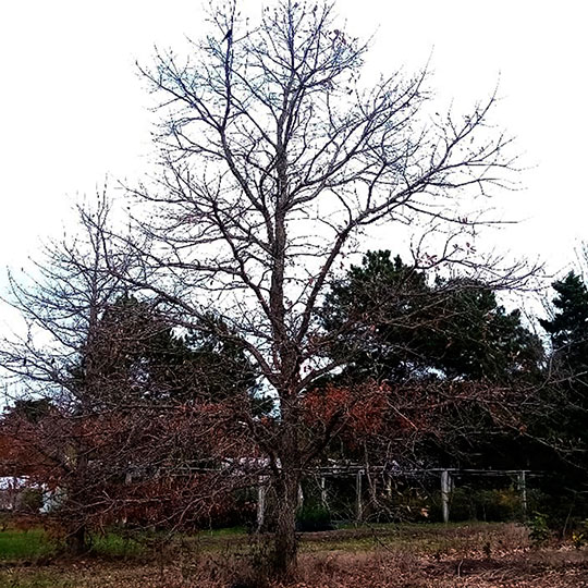Roble bicolor - Quercus bicolor - Imagen 5