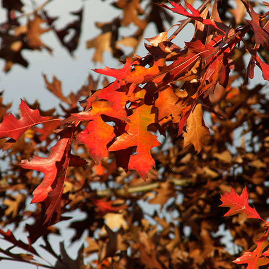 Roble palustre - Imagen 2