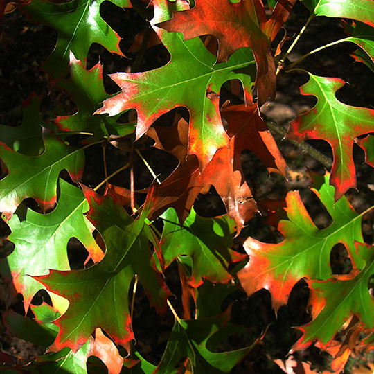 Roble palustre - Imagen 3