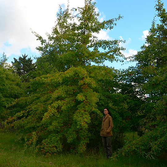 Roble palustre - Imagen 4