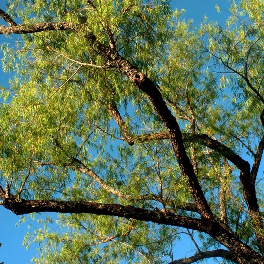 Sauce criollo - Salix humboldtiana