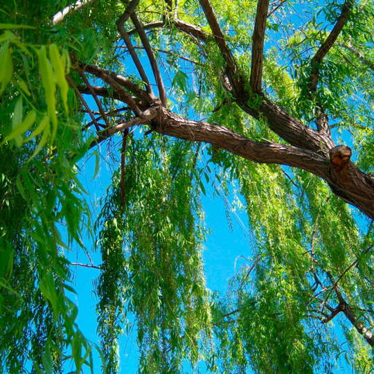 Sauce llorón - Imagen 2